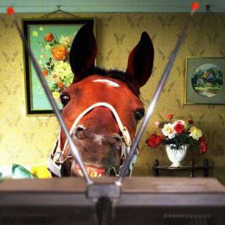 查理牧场系列2•爱看电视的马