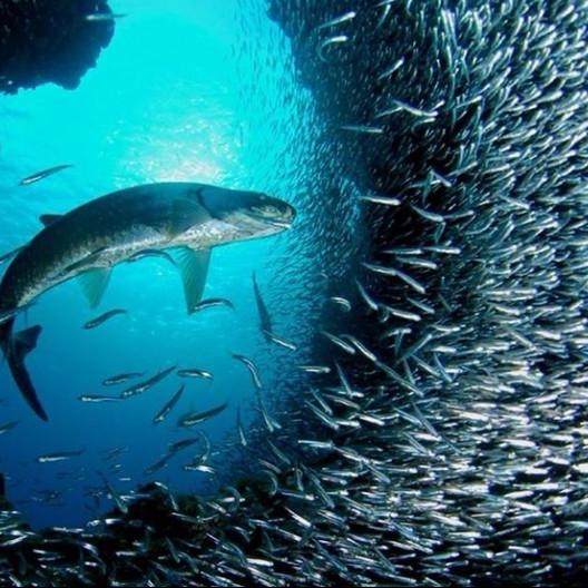 00:00 00:00  36 生性好动的鲶鱼打破了沙丁鱼,生性喜欢安静,追求平稳