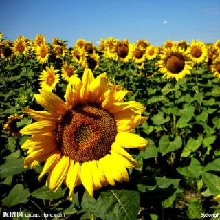 海子詩兩首《日記》《九月》