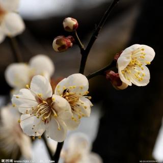 尘埃里的花