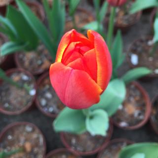 当你老了(中英文朗诵)