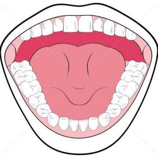舌头与牙齿