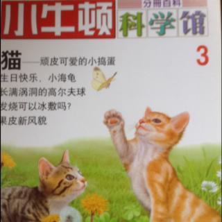 小牛顿科学馆3-猫