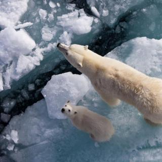 Vol.11 北极熊的家园正在融化
