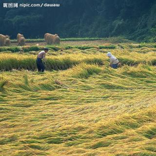 英语听力训练中国杰出企业放眼农业   