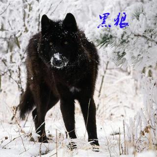 黑狼