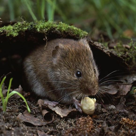 vol.23 贪婪,会后悔还有同情心,这是老鼠吗?