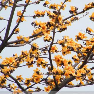 印度圣树金色花图片图片