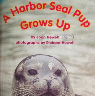 给Basty的英文故事-A Harbor Seal Pup Grows Up