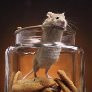 阿里宝宝网晚安故事-躲在瓶子里的老鼠