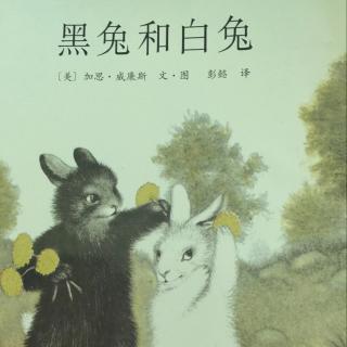 黑兔和白兔🐰