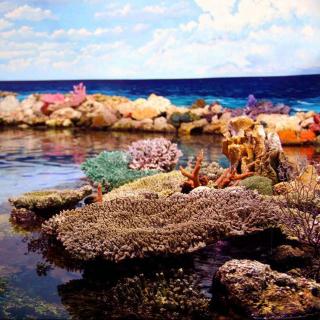 珊瑚到底是植物还是动物？