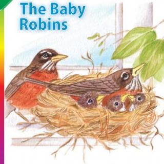 【听故事学英语】《知更鸟宝宝The Baby Robins》