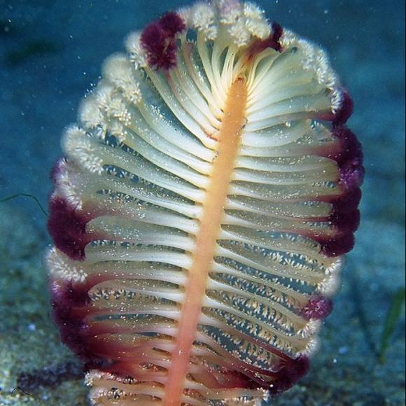 长在海底的羽毛笔——海笔