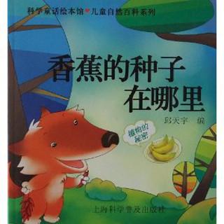 香蕉种子在哪里