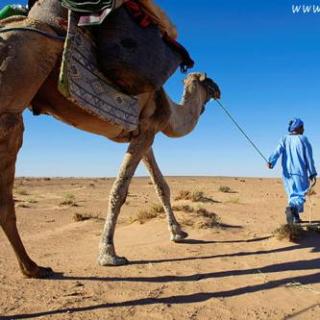 【150520文学组】走在拖拉机上的骆驼 主播：健宣，宇涵