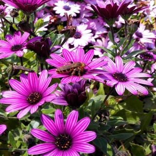 窗边的小豆豆电车教室