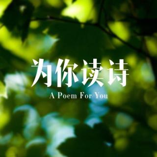 《一棵开花的树》  （主播：微漾）