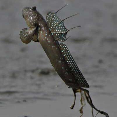 会爬树的小不点儿鱼——弹涂鱼