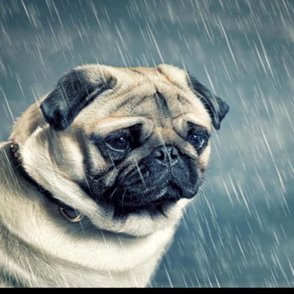 150529 一个逗比的悲愤((我不知道))