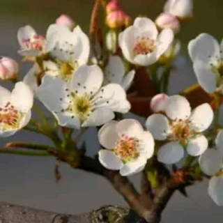 20150603165233《花开花落》作者海韵朗诵静韵