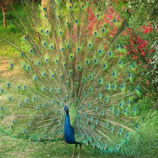 【故事19/中级】What a Peacock! (小何老师）