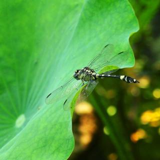 《夏》  作者：芦苇 朗诵：左罗  