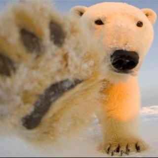 小北极熊系列故事预告