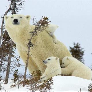 小北极熊和小雪橇狗