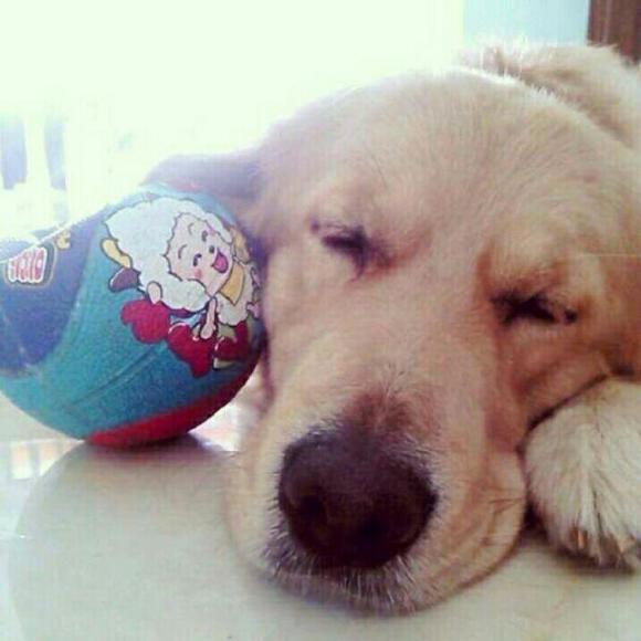 【amuro】自挂东南枝