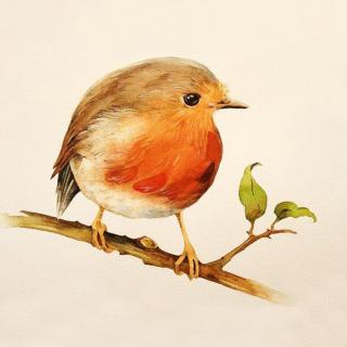 【可爱的动物】Vol.6：为什么鸟会飞？
