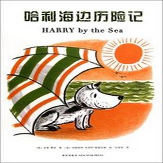 哈利海边历险记---令人难以抗拒的可爱小狗