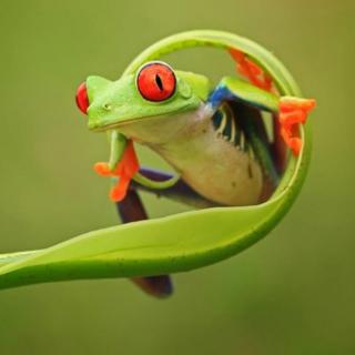 青蛙为什么是绿色的（上）