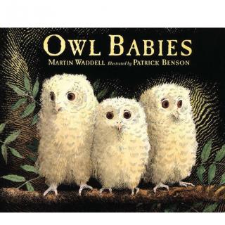 Owl Babies