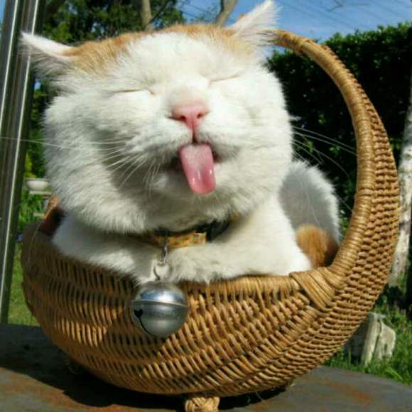 八尾猫