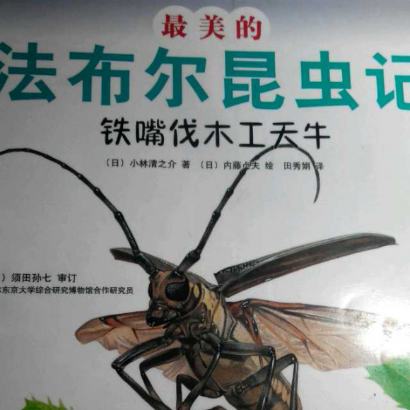 130【铁嘴伐木工天牛——最美的法布尔昆虫记】发现大自然的神奇