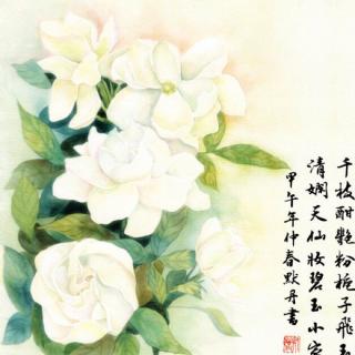 席慕蓉散文——栀子花