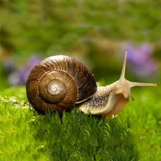 【彩色斑马讲科学】可爱的动物·蜗牛为什么总在雨后出现？