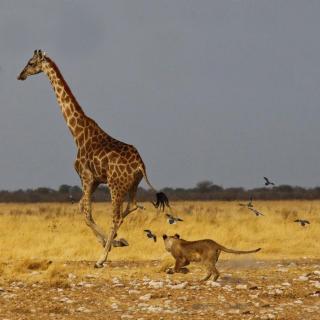 【可爱的动物】Vol.9：为什么长颈鹿脖子长？