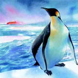 【关爱动物】5、企鹅妈妈的旅程+安妮萝莉