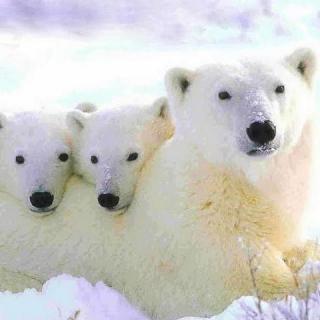 VOL.26北极熊和企鹅是有生殖隔离的