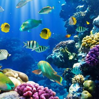 【彩色斑马讲科学】可爱的动物·鱼为什么能在水里呼吸？