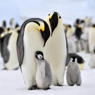 木多系列1·爱吃冰棍的企鹅