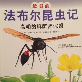 高明的麻醉师泥蜂-最美的法布尔昆虫记