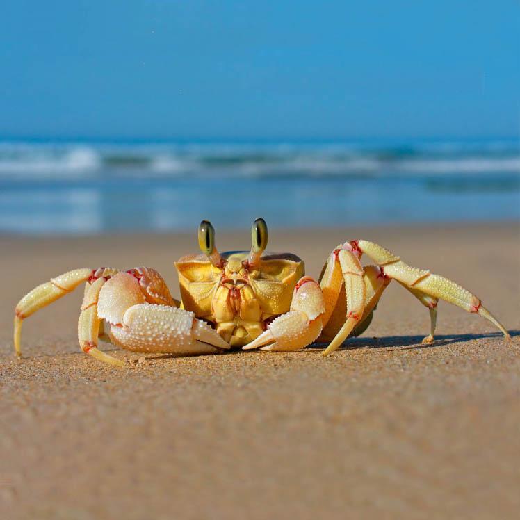 【彩色斑马讲科学】可爱的动物·为什么螃蟹会吐泡泡?