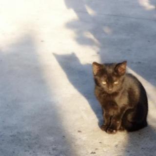 慕寒在路上遇到小黑猫