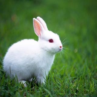 小兔子的各种故事1