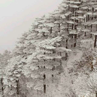 林中雪地的寂静中（丹妮）