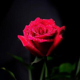 9.4那样娇美的玫瑰，你可曾知道我深爱着你？