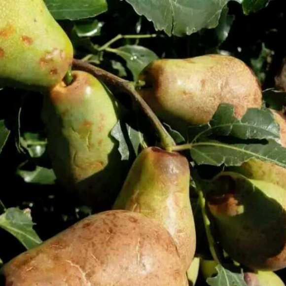 一个朋友给在柯坪援疆的诗人李浔写了二首诗